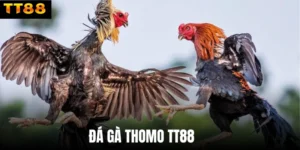 Đá Gà Thomo TT88 - Sân Chơi Cược Chiến Kê Hấp Dẫn 2026