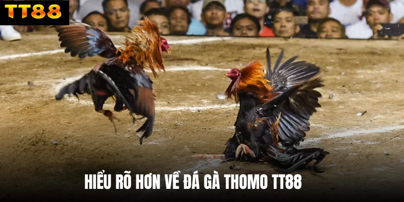 Hiểu rõ hơn về đá gà thomo TT88